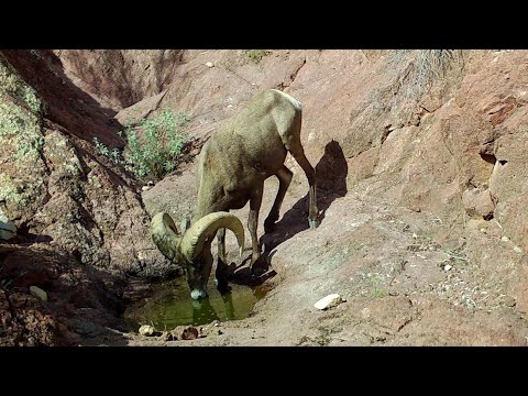 Bighorn Sheep and More