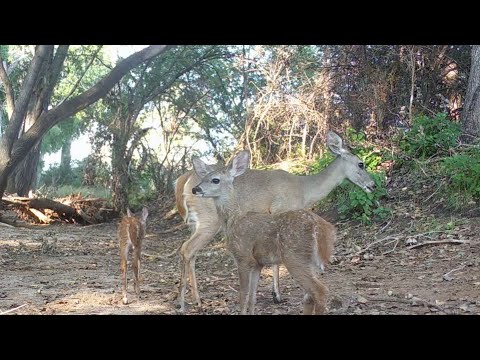 Wild Arizona Being Wild in front of my Trail Cameras