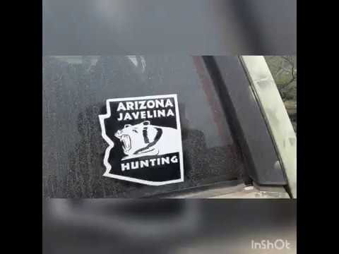 Tracking Javelina