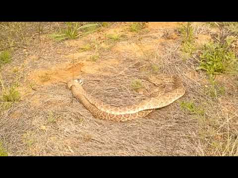 Found a Mating pair of Western Diamondback Rattlesnakes