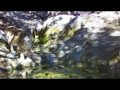 Wildlife in the Desert