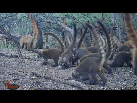 Trail Cam Journey Episode 1 Coatimundi