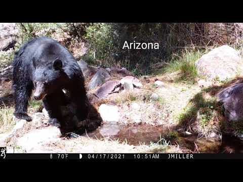 Spring bear Southern Arizona