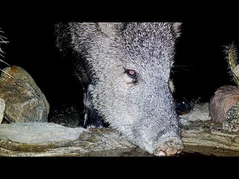 Close Encounters Arizona Wildlife