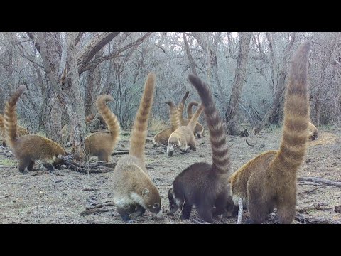 Coatimundi Madness Trail camera check in Southern Arizona