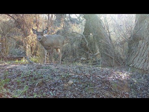 Desert Coues Deer Arizona