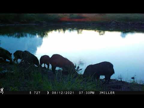 Silhouettes of Javelina as the Arizona Sunsets 2021