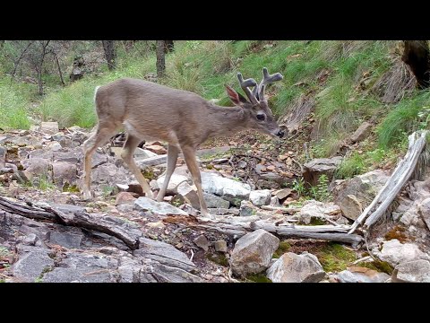 Wild Arizona