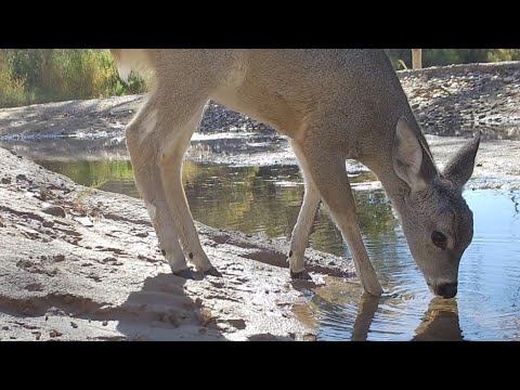 Desert Creek bottom Wildlife on my Trail Cameras