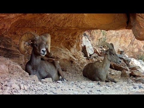 Desert Bighorn Sheep on my trail cameras Bighorn Cave part 2