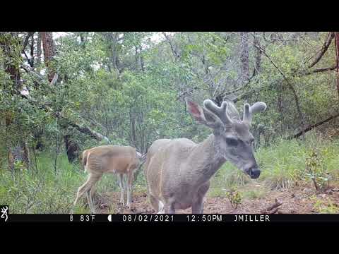 Coues deer Trail Arizona 2021