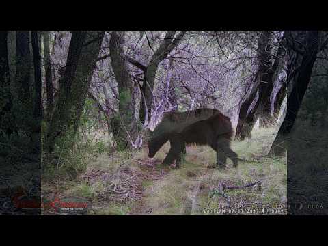 Trail Cam Journey Episode 2 Bears