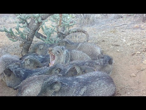 Tracking and Finding Javelina in the Desert