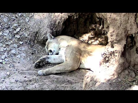 Lion SLEEPS for 6 Hrs Then Angry JAVELINA show up