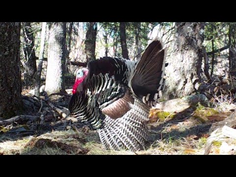 Goulds Turkey struts his stuff in front of my Trail Camera