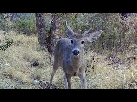 Coues deer Rut 2022