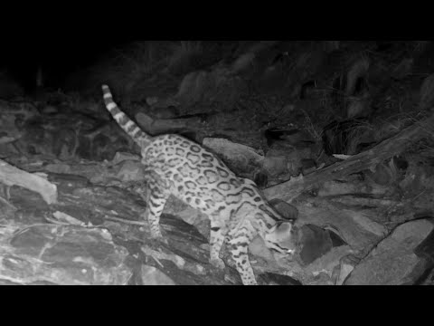 Beautiful Arizona Ocelot