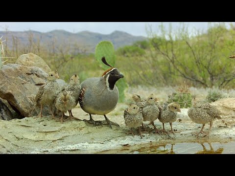 Gambel s Quail chicks the first 15 days of life Trail