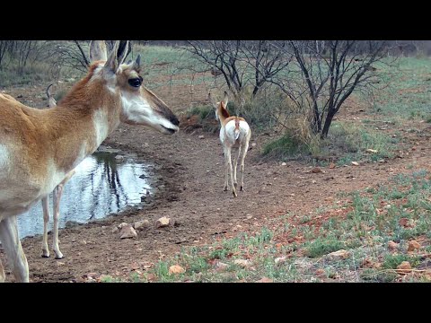 Pronghorn Waterhole Southern Arizona