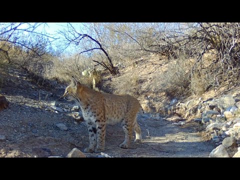 Desert Critters Arizona Wildlife