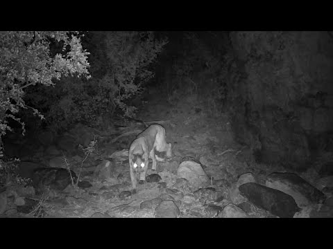 Southern Arizona Wildlife