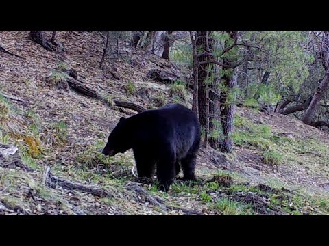 Bear Country Southern Arizona
