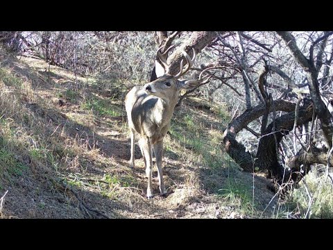 Deer Trail Southern Arizona