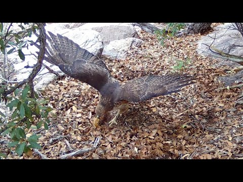 Southern Arizona Wildlife