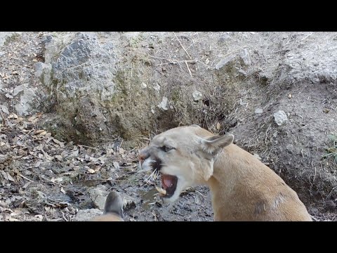 Mountain lions Mating