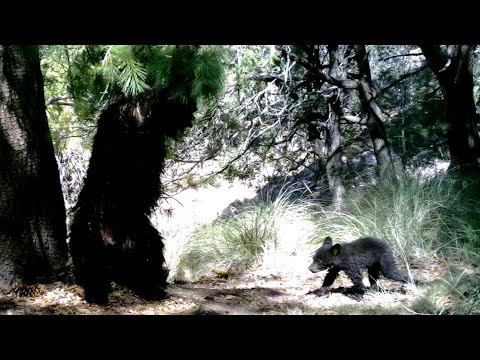 Close call with Momma bear and her 2 Cubs