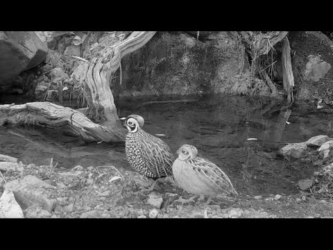 Dead End Creek Wildlife on my Trail cameras