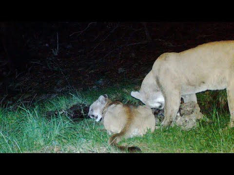 SCREAMING Mountain lion Volume Up
