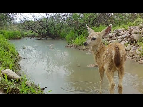A look back on 2021 Arizona Wildlife