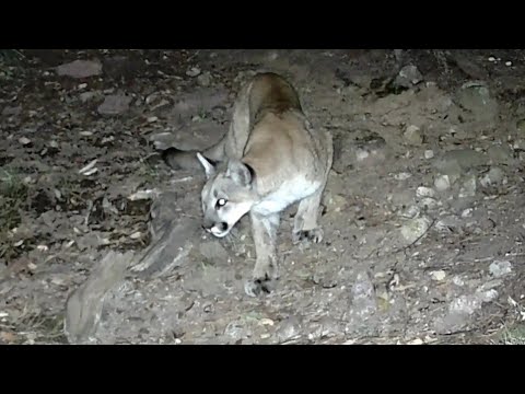 Lion gets a drink And a Deer shows up
