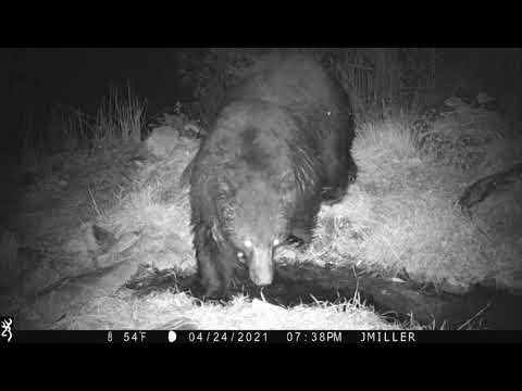 Bears up in the Timber Southern Az
