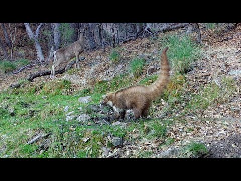 Wild Arizona Wildlife