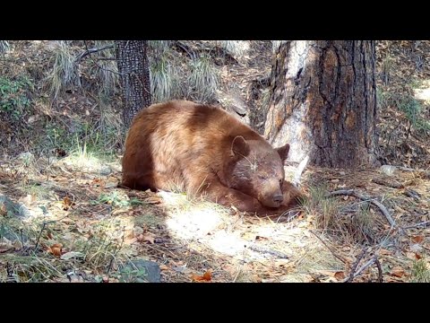 Arizona Black Bear falls asleep in front of my trail camera