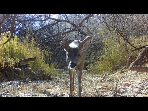 Desert Wildlife Trail camera check Wintertime 2023
