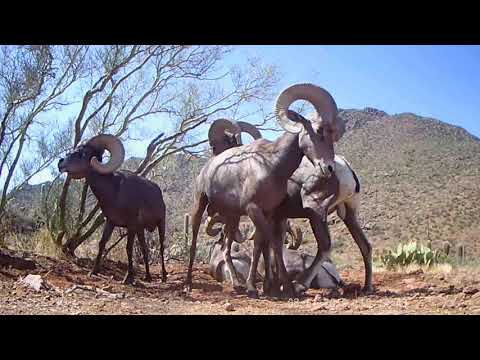 Desert Bighorns Southern Az