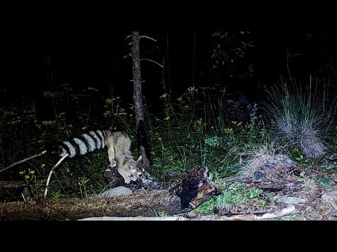 Southern Arizona Fall Trail Camera check
