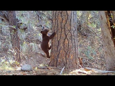 Bear Cub shows up at the Rub tree Wild Arizona