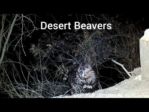 Desert Beavers in Arizona