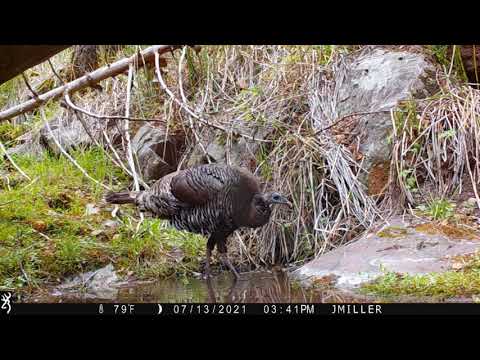 Arizona Goulds Turkey 2021