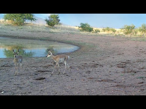 Baby Pronghorn are growing fast Wild Arizona