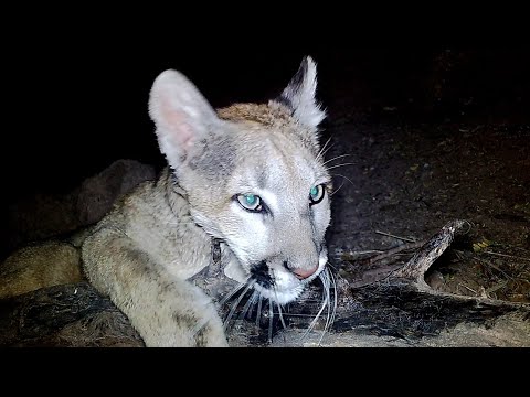 I found where this Mountain Lion marks it s Scent
