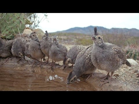 Almost Adults Gambel s Quail Chicks