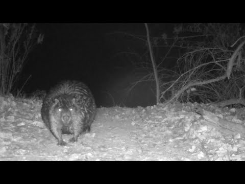 BEAVERS in Arizona on my Trail cameras