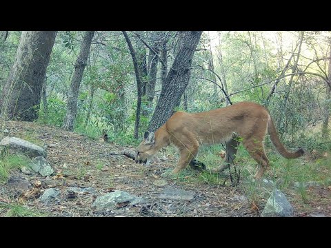 High Mountain Wildlife