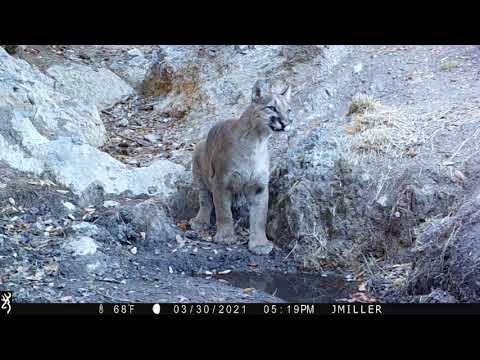 Arizona Mountain lion 2021