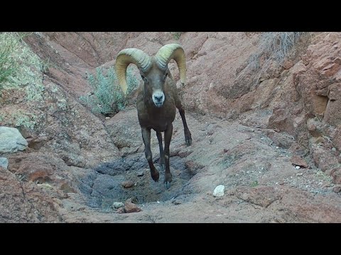 Rocky Desert Wildlife